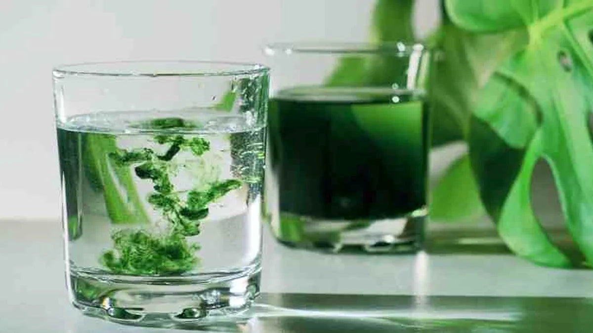 Clorofila Liquida - suplemento digestivo